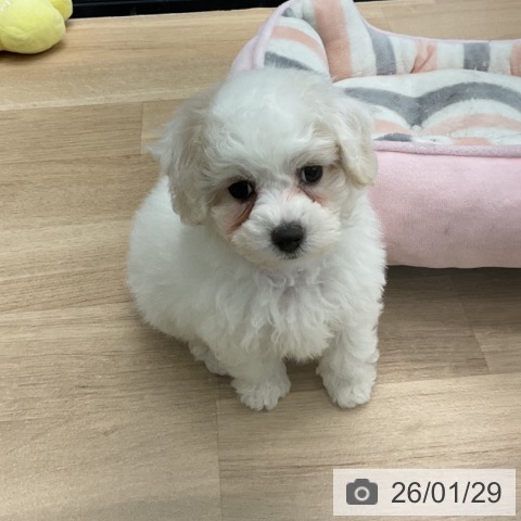 神奈川県のビションフリーゼ (ペットプラス 武蔵小杉店/2025年11月20日生まれ/女の子/ホワイト)の子犬の3枚目の画像