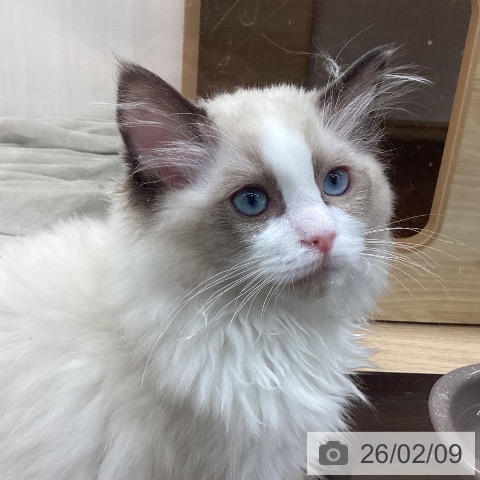 岩手県のラグドール (ペットプラス 盛岡南店/2025年11月18日生まれ/女の子/シールポイントバイカラー)の子猫の4枚目の画像