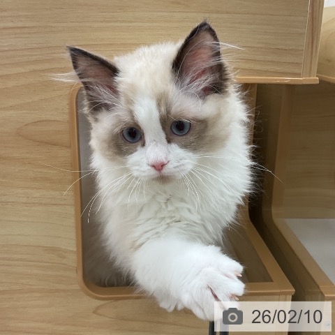 岩手県のラグドール (ペットプラス 盛岡南店/2025年11月18日生まれ/女の子/シールポイントバイカラー)の子猫の3枚目の画像