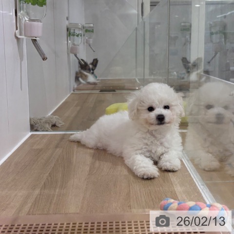 埼玉県のビションフリーゼ (ペットプラス 所沢店/2025年11月19日生まれ/男の子/ホワイト)の子犬の4枚目の画像