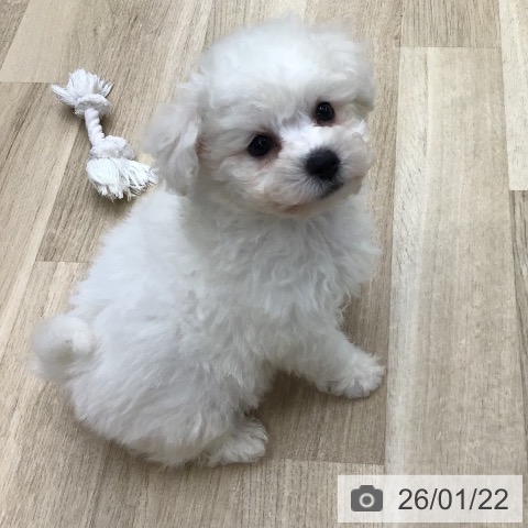 東京都のビションフリーゼ (ペットプラス むさし村山店/2025年11月19日生まれ/男の子/ホワイト)の子犬の3枚目の画像