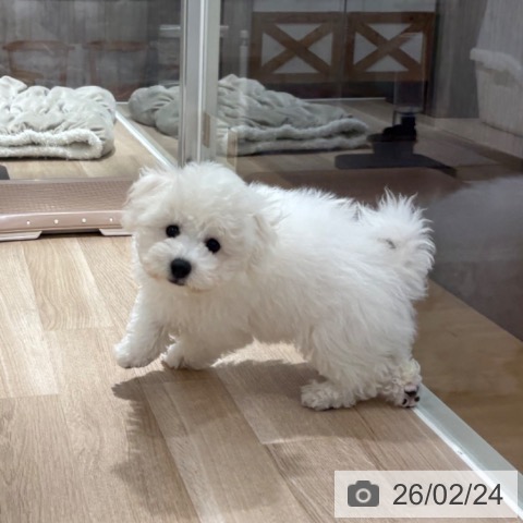 埼玉県のビションフリーゼ (ペットプラス 所沢店/2025年11月19日生まれ/男の子/ホワイト)の子犬の3枚目の画像