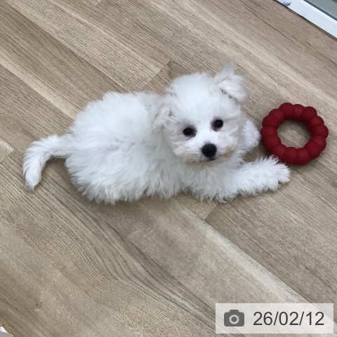 東京都のビションフリーゼ (ペットプラス 日の出店/2025年11月19日生まれ/男の子/ホワイト)の子犬の4枚目の画像