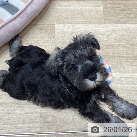 東京都のミニチュアシュナウザー (ペットプラス 立川高島屋S.C.店/2025年11月20日生まれ/女の子/ソルトペッパー)の子犬の3枚目の画像