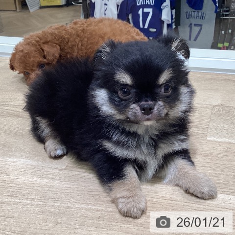 神奈川県のチワワ(ロング) (ペットプラス ゆめが丘ソラトス店/2025年11月15日生まれ/男の子/ブラックタンホワイト)の子犬の4枚目の画像