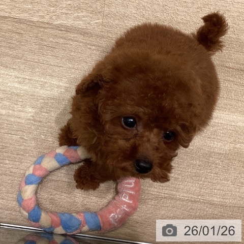 東京都のトイプードル(トイ) (ペットプラス 立川高島屋S.C.店/2025年11月21日生まれ/女の子/レッド)の子犬の3枚目の画像