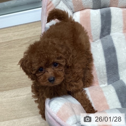 東京都のトイプードル(トイ) (ペットプラス 立川高島屋S.C.店/2025年11月21日生まれ/女の子/レッド)の子犬の3枚目の画像