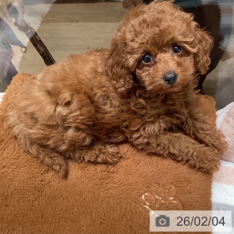 東京都のトイプードル(トイ) (ペットプラス 立川高島屋S.C.店/2025年11月21日生まれ/女の子/レッド)の子犬の3枚目の画像