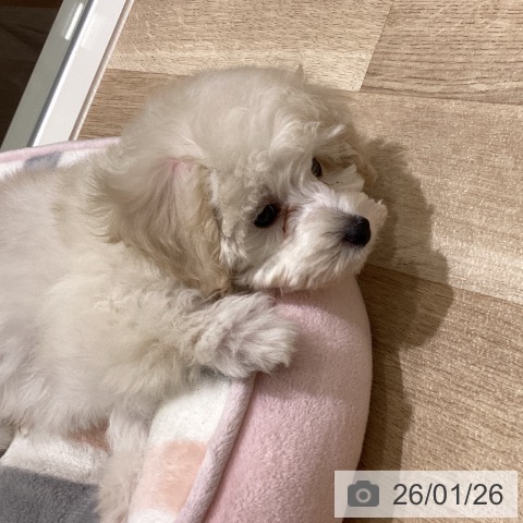 宮城県のトイプードル(トイ) (ペットプラス 仙台上杉店/2025年11月23日生まれ/男の子/ホワイト)の子犬の4枚目の画像