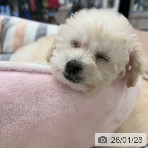 トイ・プードルの写真