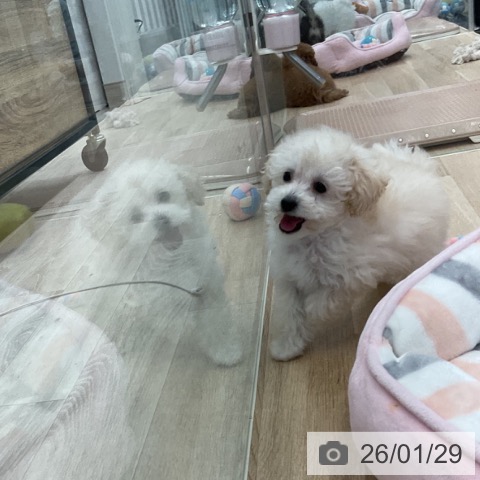 トイ・プードルの写真