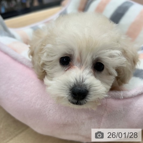 神奈川県のトイプードル(トイ) (ペットプラス 武蔵小杉店/2025年11月23日生まれ/男の子/ホワイト)の子犬の4枚目の画像