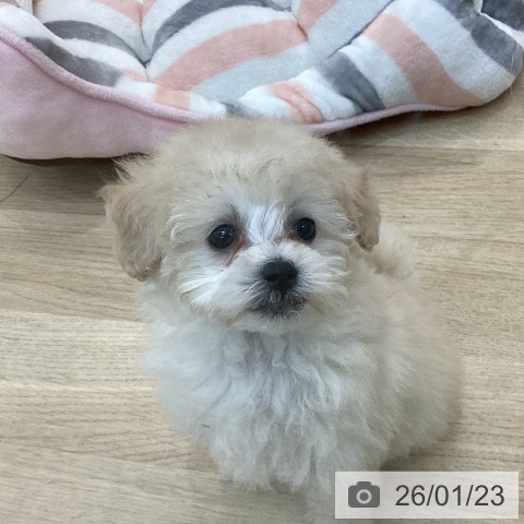 群馬県のトイプードル(トイ) (ペットプラス 前橋店/2025年11月23日生まれ/男の子/ホワイト)の子犬の4枚目の画像