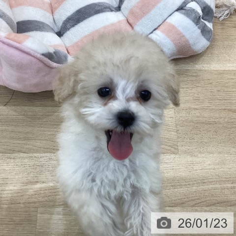 群馬県のトイプードル(トイ) (ペットプラス 前橋店/2025年11月23日生まれ/男の子/ホワイト)の子犬の3枚目の画像