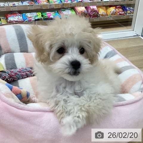 群馬県のトイプードル(トイ) (ペットプラス 前橋店/2025年11月23日生まれ/男の子/ホワイト)の子犬の4枚目の画像