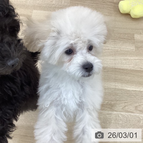 群馬県のトイプードル(トイ) (ペットプラス 前橋店/2025年11月23日生まれ/男の子/ホワイト)の子犬の4枚目の画像