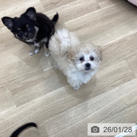 群馬県のトイプードル(トイ) (ペットプラス 前橋店/2025年11月23日生まれ/男の子/ホワイト)の子犬の3枚目の画像