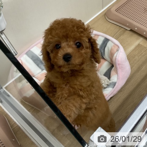 神奈川県のトイプードル(トイ) (ペットプラス アミーゴ藤沢店/2025年11月23日生まれ/男の子/レッドフォーン)の子犬の4枚目の画像