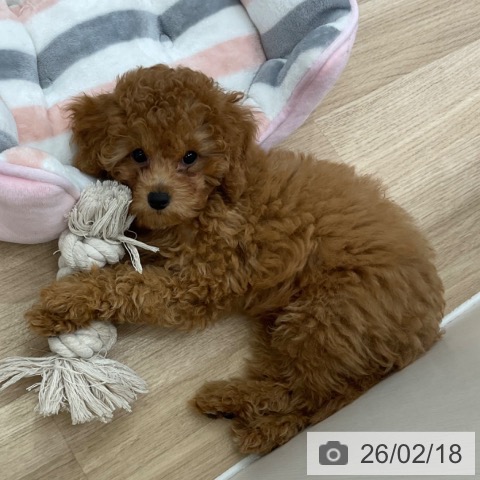 神奈川県のトイプードル(トイ) (ペットプラス アミーゴ藤沢店/2025年11月23日生まれ/男の子/レッドフォーン)の子犬の4枚目の画像