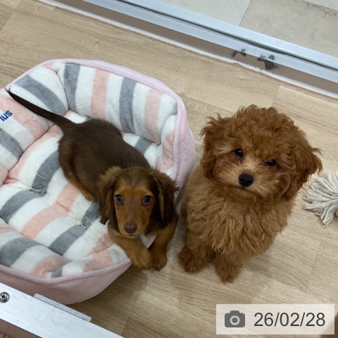 神奈川県のトイプードル(トイ) (ペットプラス アミーゴ藤沢店/2025年11月23日生まれ/男の子/レッドフォーン)の子犬の4枚目の画像