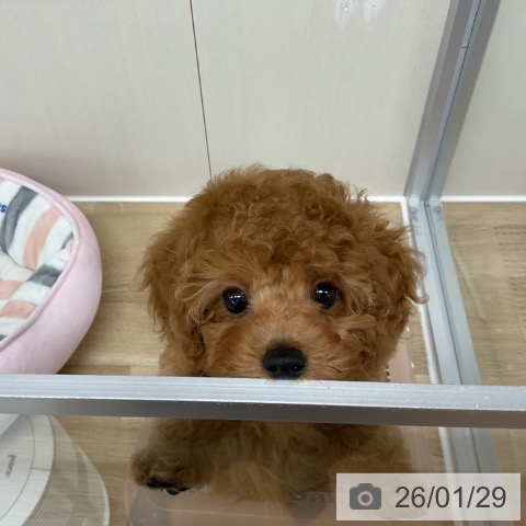 神奈川県のトイプードル(トイ) (ペットプラス アミーゴ藤沢店/2025年11月23日生まれ/男の子/レッドフォーン)の子犬の3枚目の画像