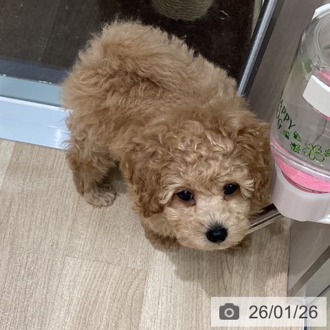 東京都のトイプードル(トイ) (ペットプラス 立川高島屋S.C.店/2025年11月23日生まれ/男の子/ペールフォーン)の子犬の3枚目の画像
