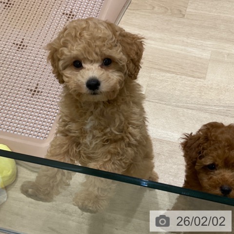 東京都のトイプードル(トイ) (ペットプラス 立川高島屋S.C.店/2025年11月23日生まれ/男の子/ペールフォーン)の子犬の4枚目の画像