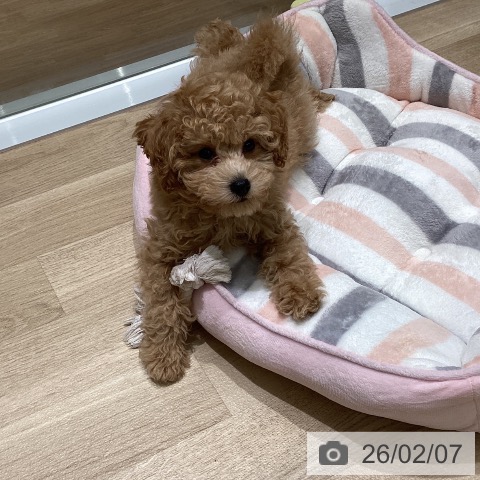 東京都のトイプードル(トイ) (ペットプラス 立川高島屋S.C.店/2025年11月23日生まれ/男の子/ペールフォーン)の子犬の4枚目の画像