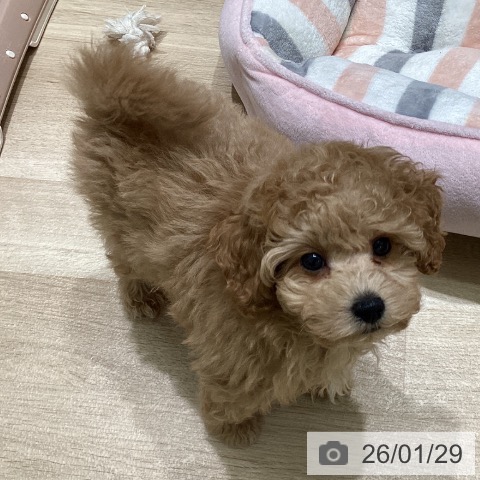 東京都のトイプードル(トイ) (ペットプラス 立川高島屋S.C.店/2025年11月23日生まれ/男の子/ペールフォーン)の子犬の3枚目の画像