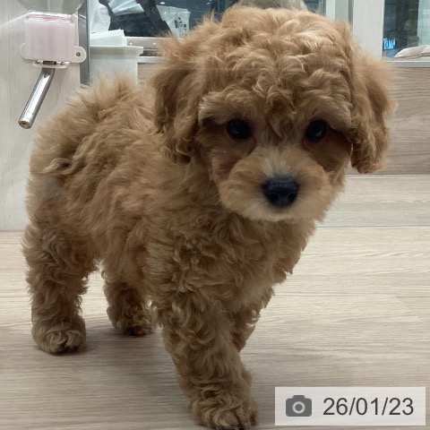 埼玉県のトイプードル(トイ) (ペットプラス 川口店/2025年11月23日生まれ/男の子/ペールフォーン)の子犬の4枚目の画像