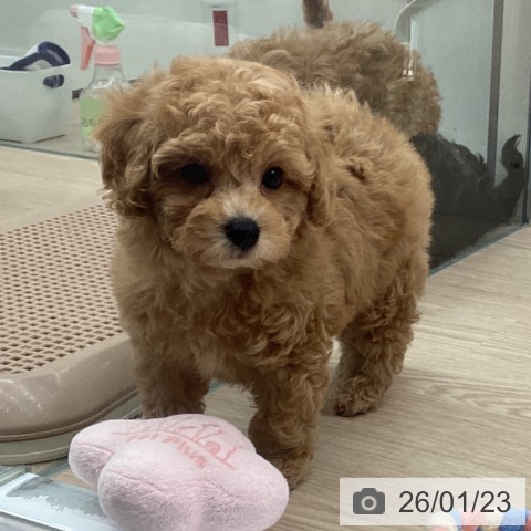 埼玉県のトイプードル(トイ) (ペットプラス 川口店/2025年11月23日生まれ/男の子/ペールフォーン)の子犬の3枚目の画像