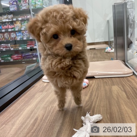 トイ・プードルの写真