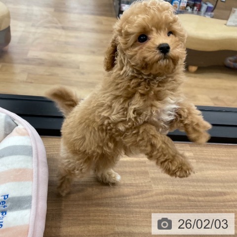 トイ・プードルの写真