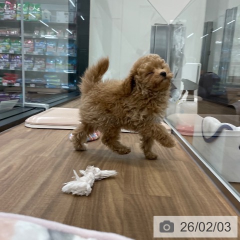 トイ・プードルの写真