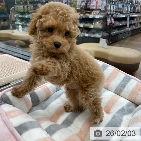 トイ・プードルの写真