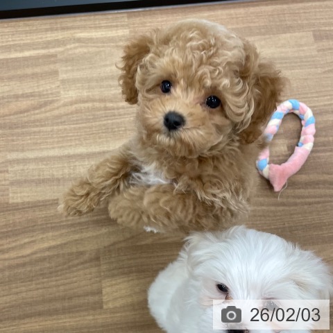 トイ・プードルの写真