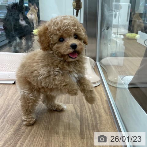 茨城県のトイプードル(トイ) (ペッツワン つくば店/2025年11月23日生まれ/男の子/レッドフォーン)の子犬の4枚目の画像