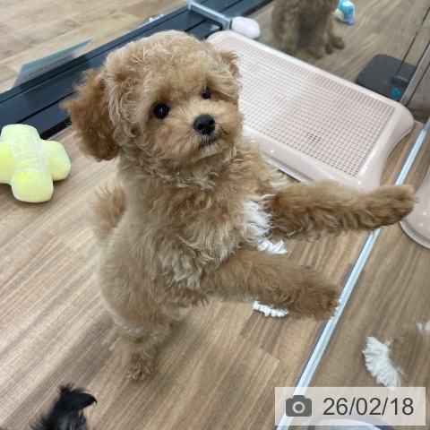 茨城県のトイプードル(トイ) (ペッツワン つくば店/2025年11月23日生まれ/男の子/レッドフォーン)の子犬の4枚目の画像