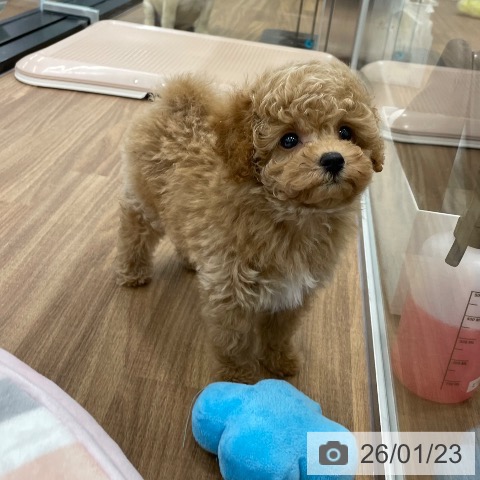 茨城県のトイプードル(トイ) (ペッツワン つくば店/2025年11月23日生まれ/男の子/レッドフォーン)の子犬の3枚目の画像