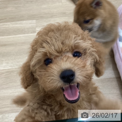 トイ・プードルの写真