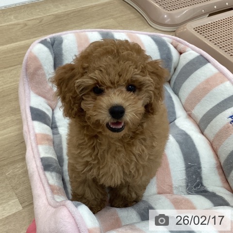 トイ・プードルの写真