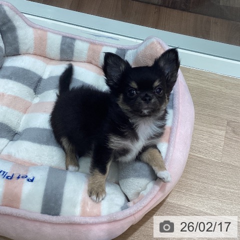 埼玉県のチワワ(ロング) (ペットプラス イオンモール春日部店/2025年11月23日生まれ/男の子/ブラックタンホワイト)の子犬の4枚目の画像