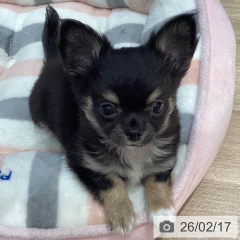 埼玉県のチワワ(ロング) (ペットプラス イオンモール春日部店/2025年11月23日生まれ/男の子/ブラックタンホワイト)の子犬の3枚目の画像