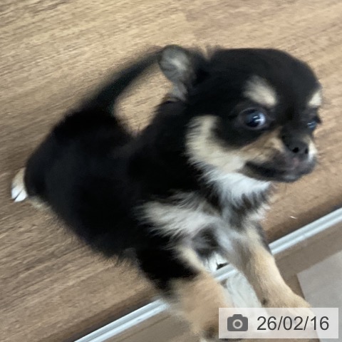 千葉県のチワワ(ロング) (ペッツワン 千葉ニュータウン店/2025年11月23日生まれ/男の子/ブラックタンホワイト)の子犬の3枚目の画像