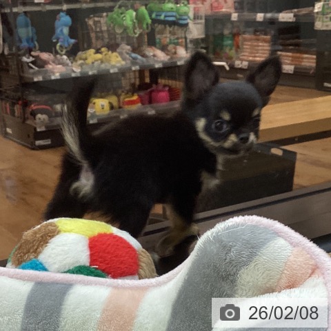 東京都のチワワ(ロング) (ペッツワン 青梅インター店/2025年11月23日生まれ/男の子/ブラックタンホワイト)の子犬の4枚目の画像