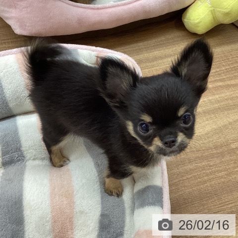 東京都のチワワ(ロング) (ペッツワン 青梅インター店/2025年11月23日生まれ/男の子/ブラックタンホワイト)の子犬の3枚目の画像
