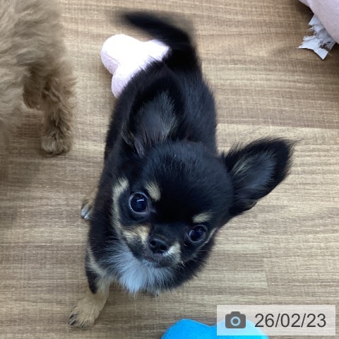 東京都のチワワ(ロング) (ペッツワン 青梅インター店/2025年11月23日生まれ/男の子/ブラックタンホワイト)の子犬の3枚目の画像