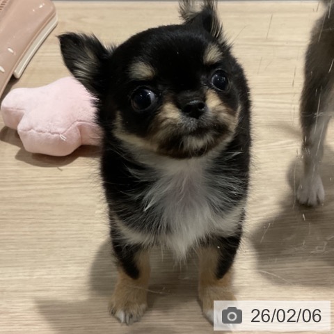 埼玉県のチワワ(ロング) (ペットプラス コクーンシティ店/2025年11月23日生まれ/女の子/ブラックタンホワイト)の子犬の4枚目の画像