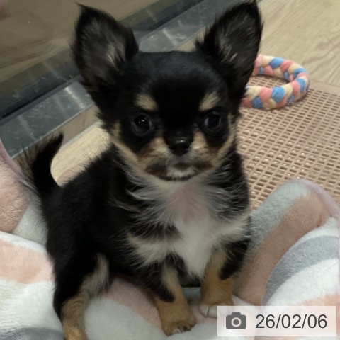 埼玉県のチワワ(ロング) (ペットプラス コクーンシティ店/2025年11月23日生まれ/女の子/ブラックタンホワイト)の子犬の3枚目の画像