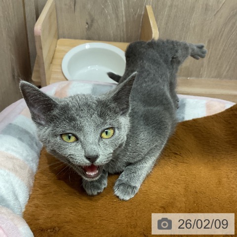 埼玉県のロシアンブルー (ペットプラス 与野店/2025年11月8日生まれ/女の子/ブルー)の子猫の4枚目の画像